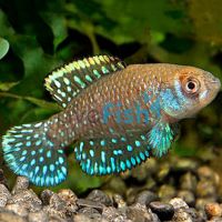 3x Rk99 Austrolebias Nigripinnis 2cm