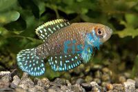 3x Rk99 Austrolebias Nigripinnis 2cm