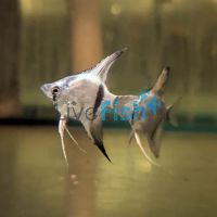 Avatar Emerald Turkish Angelfish 3.5cm