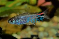 Pepper Tetra 1cm 