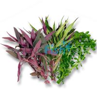 Baby Tears - Emersed – Bunch