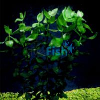 Bacopa Bunch