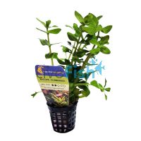 Bacopa - Submersed - Bunch