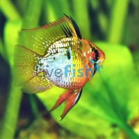 Balloon Blue Ram 4cm