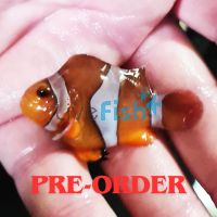 2x Balloon Clownfish 3cm