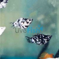 Balloon Dalmation Molly 3.5cm