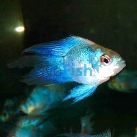 Balloon Electric Blue Longfin Ram 5cm