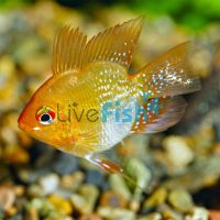 Balloon Gold Ram 4cm