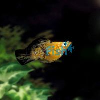 Balloon Golden Black Molly 3.5cm