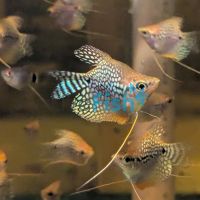 Balloon Golden Pearl Gourami 3cm
