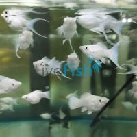 Balloon Platinum Molly 3.5cm