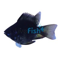 Balloon Ramirezi Black Knight 3cm