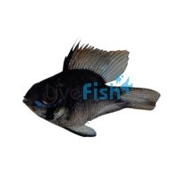 Balloon Ramirezi Blue Knight 3.5cm