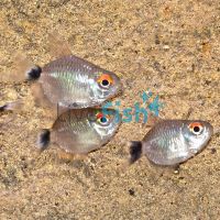 Balloon Red Eye Tetra 2.5cm