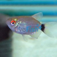 Balloon Red Eye Tetra - Lampeye 3cm
