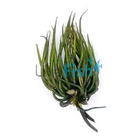 Banana Lillies (Piece Plant)