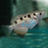 Banded Archer Fish - Brackish 6cm