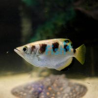 Banded Archer Fish 7cm