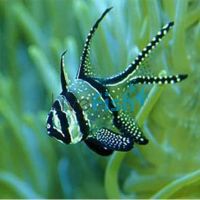 Banggai Cardinalfish - Medium