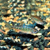Neon Golden Barb 3.5cm