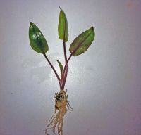 Asst Bareroot Crypts - Large