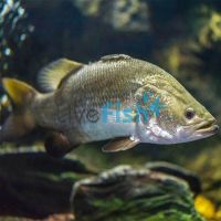 20 x Barramundi 3cm 