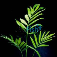 Bella Palms (Piece Plant)