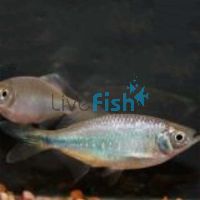 Bengal Danio 4.5cm