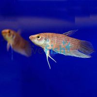 Betta Giant - Wild Caught 6cm