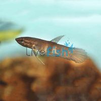 Betta Krataios 5cm