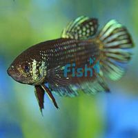 Betta Mahachai Pair 1x Male 1x Female