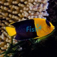 Bi-colour Angelfish - Small