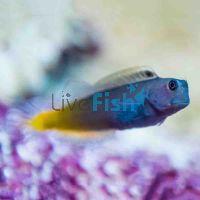 Bicolour Blenny - Small