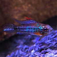 Bitaeniata Red Back 3cm - Select 