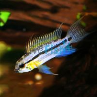Bitaeniata Red Back 4cm - Select 