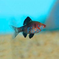 Black Ruby Barb 3cm