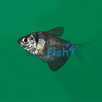 Black Widow Tetra 5cm