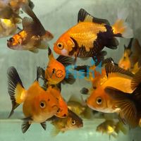 Black & Gold Oranda 12cm