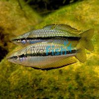 Black Banded Rainbow 5cm