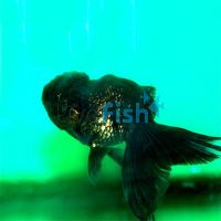 Black & Bronze Oranda 9cm