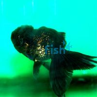 Black & Bronze Oranda 12cm