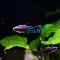 Black Emperor Tetra 3.5cm