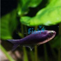 Black Emperor Tetra 4cm