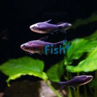 Black Emperor Tetra 5cm
