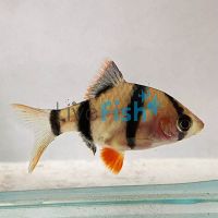 Black Ghost Tiger Barb 4cm