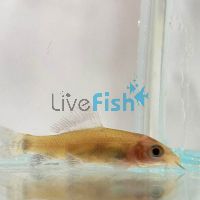 Black Shark - Gold 5cm 