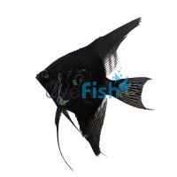 Black Green Avatar Angelfish 4.5cm 