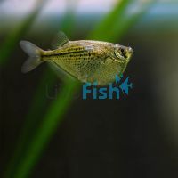 Black Line Silver Hatchet Fish 4cm