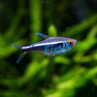 Black Neon Tetra 3.5cm 