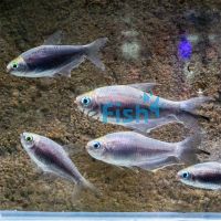 Black Emperor Tetra 2.5cm